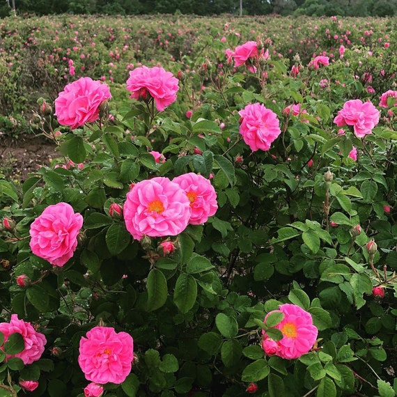 Rose Seeds Rosa Damascena Rare Rose Hybrid Seeds Damask Etsy