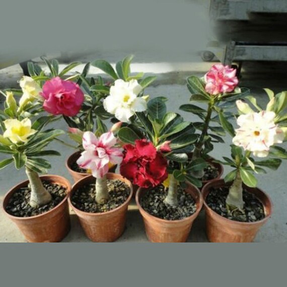 20pcs desierto de semillas de Adenium Obesum rosa perenne Etsy