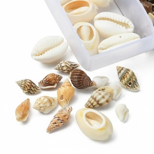 Shell Bead Set, 6 Types of Natural Mixed Cowrie Shell Bead Sets, Cowrie Shells, Mixed Colors, 6-18 x 3-13 x 3-9 mm