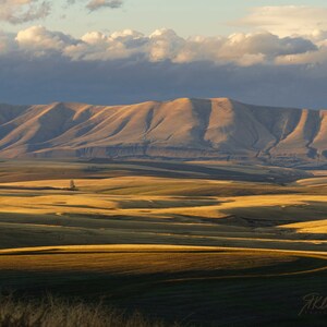May include: A panoramic view of a rolling landscape with a mountain range in the background. The foreground features fields of golden wheat, while the mountains are covered in a layer of clouds. The sky is a soft blue with white clouds.