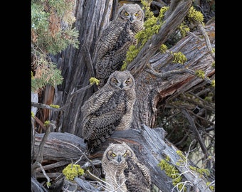 Parliament of Owlets, Owls, Great Horned Owl, Large Wall Art Prints, Building Art, Birds, Nature