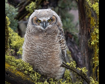 Lichen Owlet, Owls, Great Horned Owl, Large Wall Art Prints, Building Art, Birds, Nature