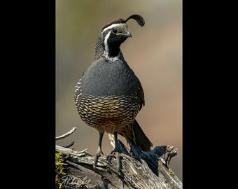 Quail Sentry, Large Wall Art Prints, Building Art, Birds, Quail