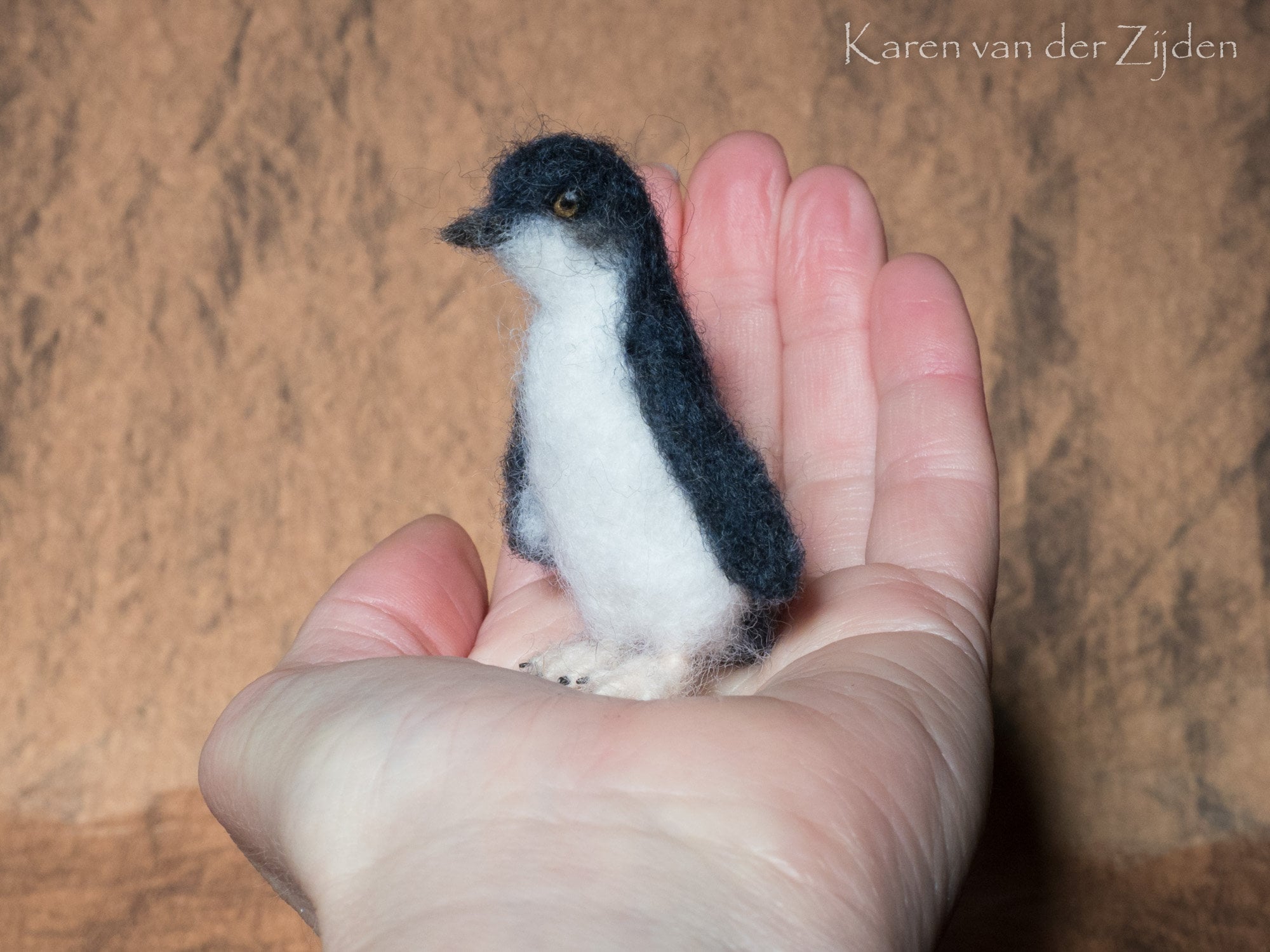 Fairy Penguin