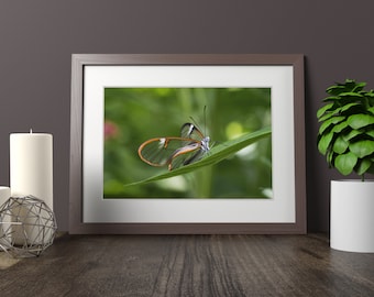 Glass Winged Butterfly Photo Print | Butterfly Wall Art and Butterfly Home Decor| Wildlife Photography | (5x7, 8x10, 10x15, 12x18, 16x24, 20