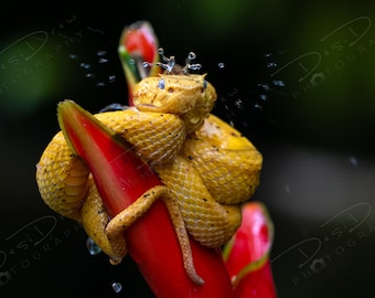 Eyelash Pit Viper Snake Fine Art Photo Print - Picture | Choose Standard Print, Canvas, Metal or Acrylic | Costa Rica Jungle Photograph