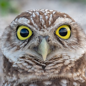 Fine Art Photo Print | Burrowing Owl Eyes Close Up | Owl Home Decor Animal Wall Art | Wildlife Photography | Bird Picture