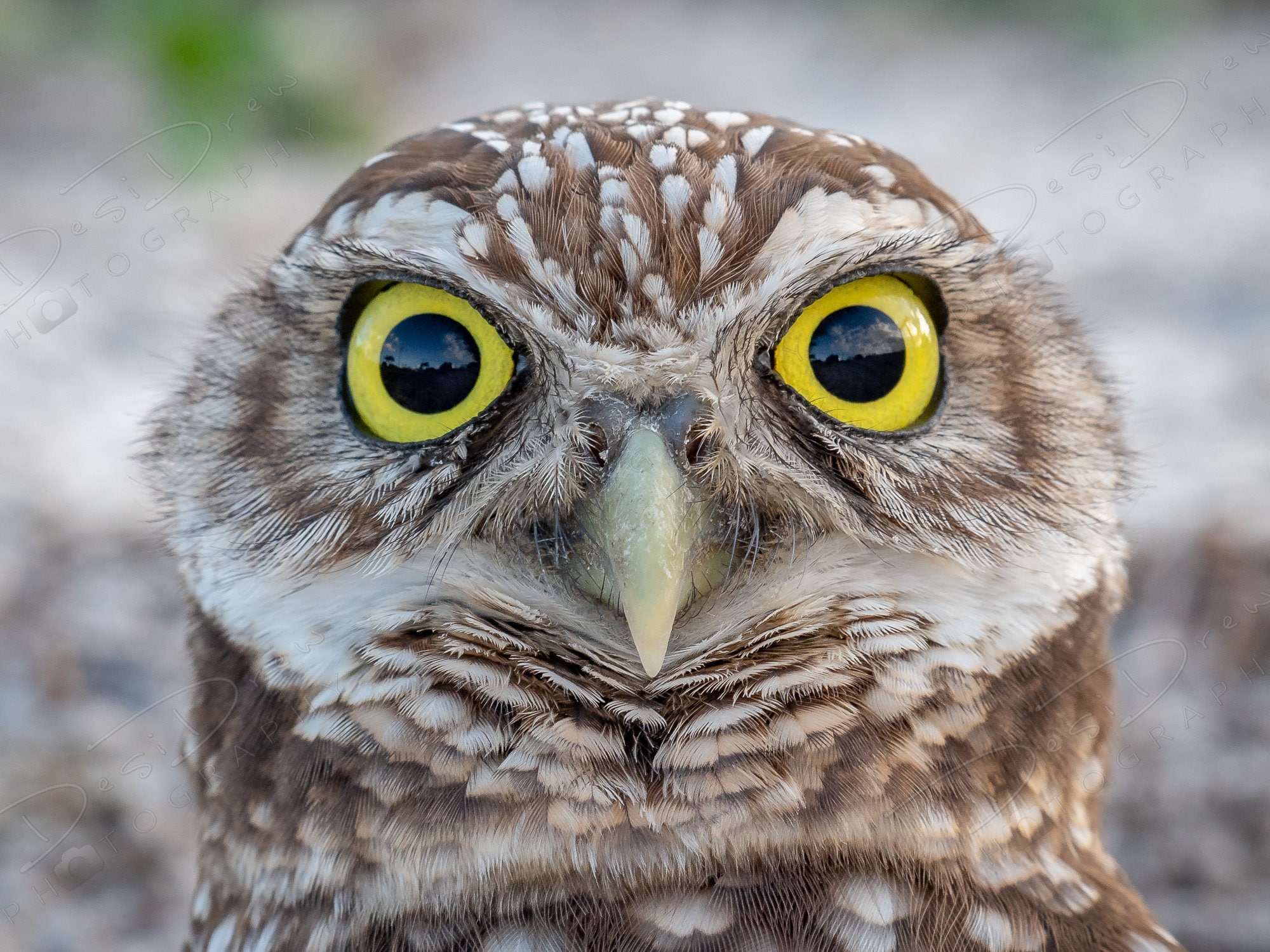 Fine Art Photo Print | Burrowing Owl Eyes Close Up | Owl Home Decor Animal Wall Art | Wildlife Photo