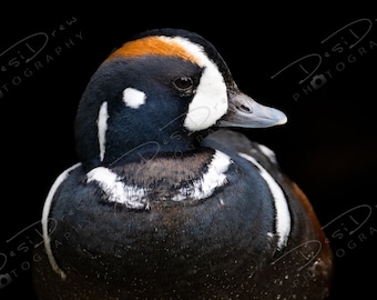 Harlequin Duck Fine Art Photo Print - Picture | Choose Standard Print, Canvas, Metal or Acrylic | Pretty Duck Waterfowl Wildlife Photography