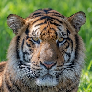 Tiger Portrait Fotodruck | Tiger Wandkunst | Tier Wohndekor | Tierfotografie | 5x7, 8x10, 12x16, 18x24, 20x30, 24x36, 30x40