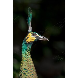 Può includere: Primo piano della testa e del collo di un pavone verde. L'uccello ha una cresta di piume distintiva e una macchia gialla brillante intorno all'occhio.