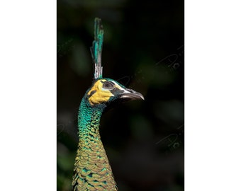 Fine Art Photo Print - Green Peacock Portrait Picture | Choose Standard Print, Canvas, Metal or Acrylic | Wall Art Home Decor Wildlife