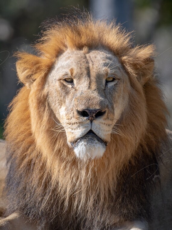 Lion Face Canvas Black White Staring Portrait Wall Art Picture Home Decor