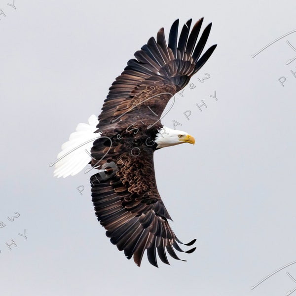 Bald Eagle in Flight - Digital Download WITHOUT WATERMARK - DesiDrew Photography