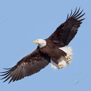 Bald Eagle Flying Wings Spread Fine Art Photo Print - Picture | Choose Standard Print, Canvas, Metal or Acrylic | Americana Photography