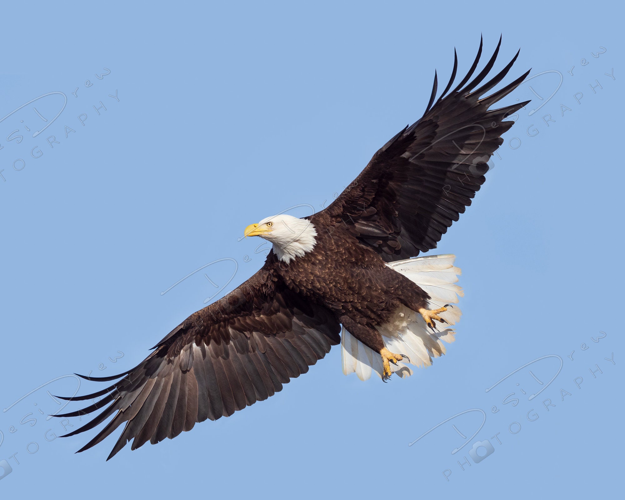 eagles spread today