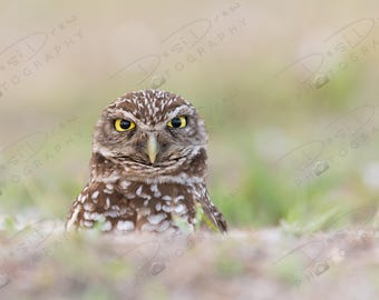 Fine Art Photo Print | Burrowing Owl Picture | Owl Wall Art | Animal Home Decor | Wildlife Photography | Florida Bird Images