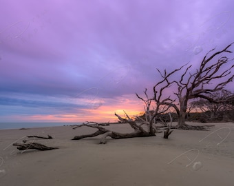 Impresión fotográfica de bellas artes - Driftwood Beach Sunset Picture / Elija impresión estándar, lienzo, metal o acrílico / Driftwood Nature and Landscape Art