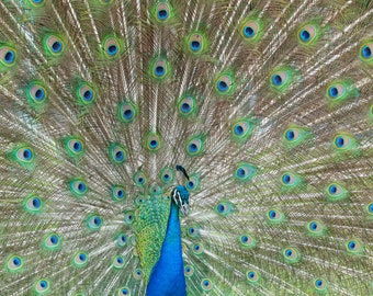 Fine Art Photo Print - Peacock On Display Picture | Choose Standard Print, Canvas, Metal or Acrylic | Green and Blue Peacock Feather Images