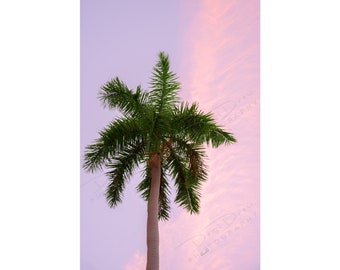 Fine Art Photo Print - Pink Palm Tree Picture | Choose Standard Print, Stretched Canvas, Metal or Acrylic Print | Tropical Palm Tree Picture