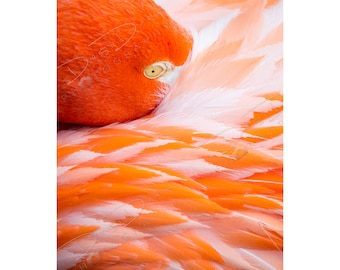 Flamingo Eye and Feathers Fine Art Photo Print Picture | Choose Standard Print, Canvas, Metal or Acrylic | 4x5 Flamingo Wall Art Home Decor