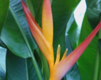 Tropic Fleur Heliconia Rhizomes