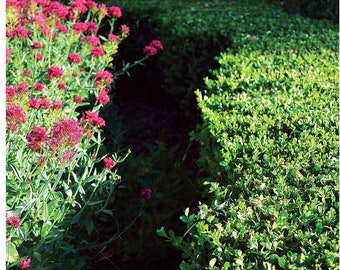 Flower Path