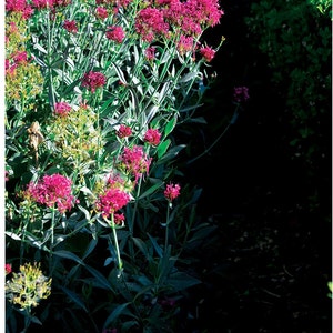 Pink Flowers