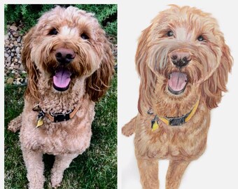 May include: A close-up of a brown and white dog with a happy expression. The dog is sitting on a green grassy surface and wearing a brown leather collar with a yellow tag.