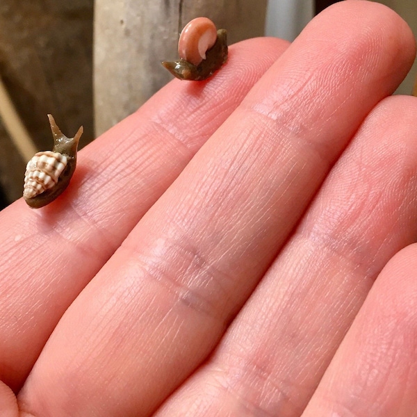 Polymer Clay Snail - Etsy