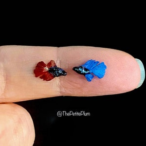 DIY / Paint yourself / Miniature / Betta / fish / pet / animals / miniatures / dollhouse / scale / 1/12