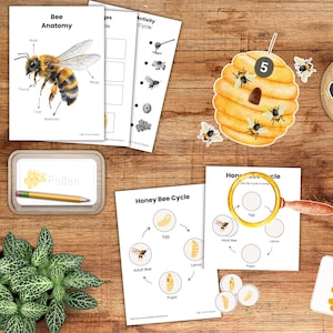 Peut inclure: Matériel pédagogique sur le thème des abeilles sur une surface en bois. Comprend des schémas de l'anatomie des abeilles, des étapes du cycle de vie et une découpe de ruche avec des abeilles. Un crayon et une pancarte "Pollen" sont également présents.