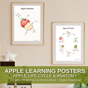 May include: Two framed educational posters about apples. One shows apple anatomy with labels like "skin" and "seeds." The other illustrates the apple life cycle, from seed to fruit. The text reads "Apple Learning Posters."