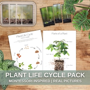 Ensemble Montessori – Cycle de vie de la plante et parties de la plante, Activités scientifiques printemps bilingues PDF