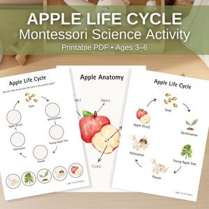 May include: Educational printable PDF for ages 3-6, featuring an apple life cycle and anatomy. The worksheets include diagrams of seeds, germination, and apple fruit. The text reads "APPLE LIFE CYCLE Montessori Science Activity Printable PDF Ages 3-6".