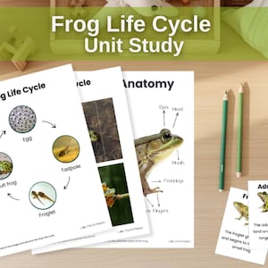 May include: Educational materials for a frog life cycle unit study. The image shows printed diagrams of the frog life cycle, frog anatomy, and flashcards. Two green pencils are also visible.