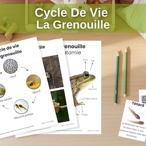 Peut inclure: Illustrations éducatives sur le cycle de vie d'une grenouille, montrant les étapes de l'œuf, du têtard et de la grenouille adulte. Deux crayons verts sont posés sur une surface en bois. Le texte "Cycle De Vie La Grenouille" est en haut.