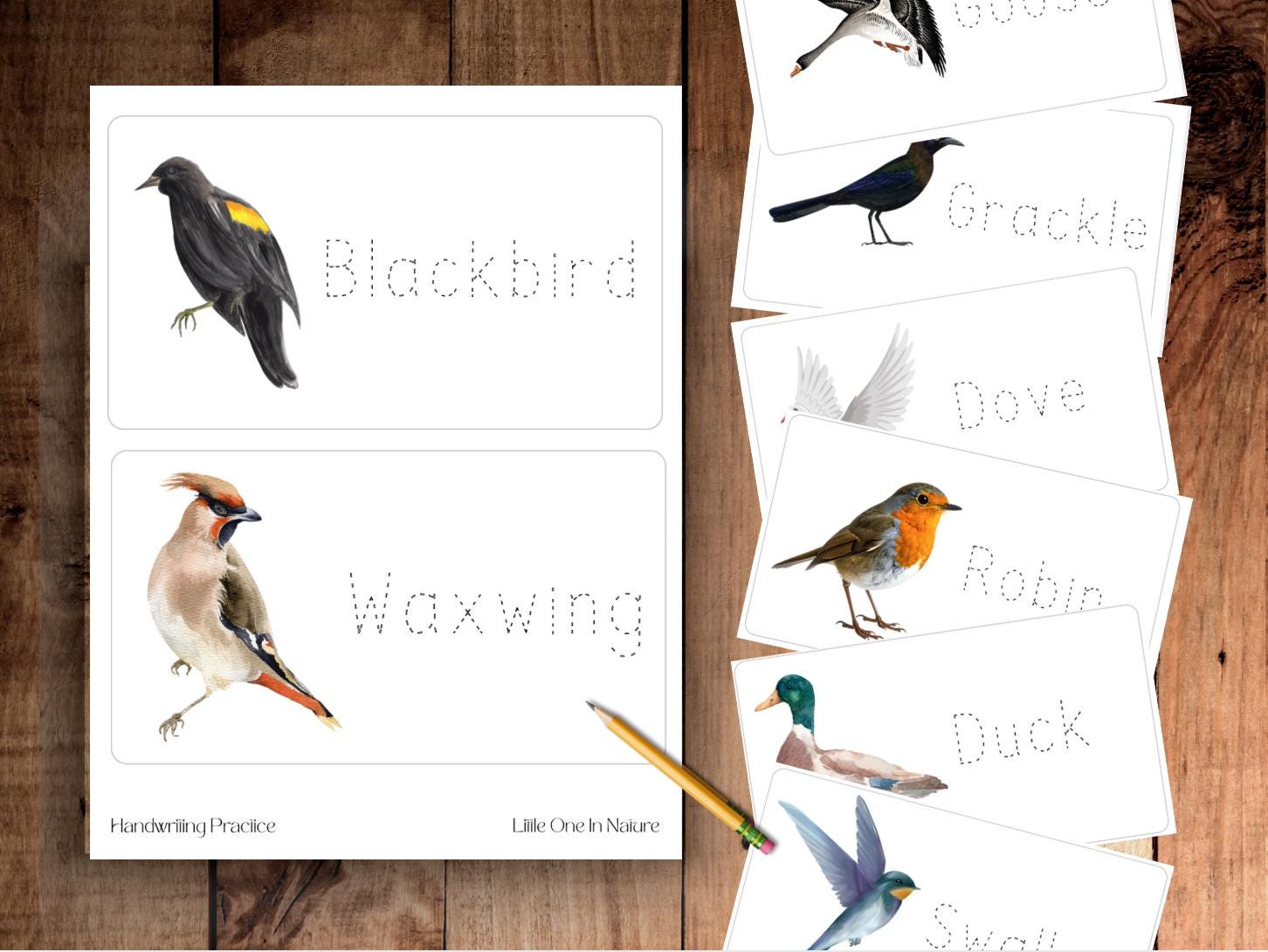 Bird Tracing Flashcards – Montessori English and French Birds ...