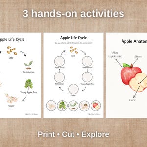 Apple Life Cycle Printable | Apple Anatomy Poster | Montessori Science ...