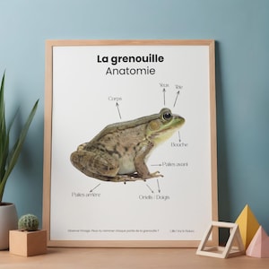 May include: A framed print featuring a detailed illustration of a frog's anatomy. The frog is depicted in shades of green, brown, and tan, with labels pointing to various body parts. The text "La grenouille Anatomie" is at the top.