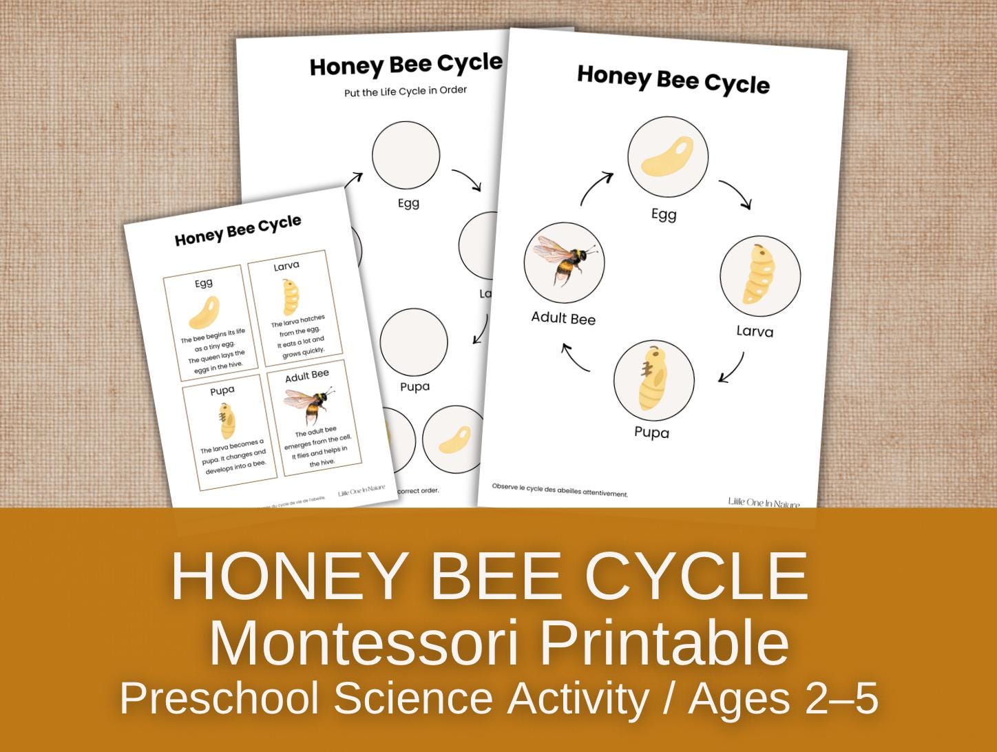 Bee Life Cycle Printable for Kids | Honey Bee Life Cycle Activity ...