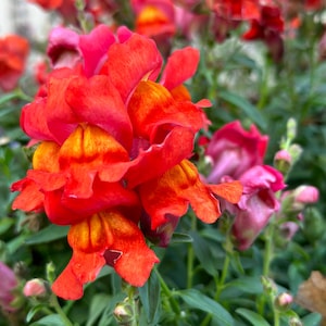 Orange Wonder Snapdragon Seeds: Pink & Orange Annuals