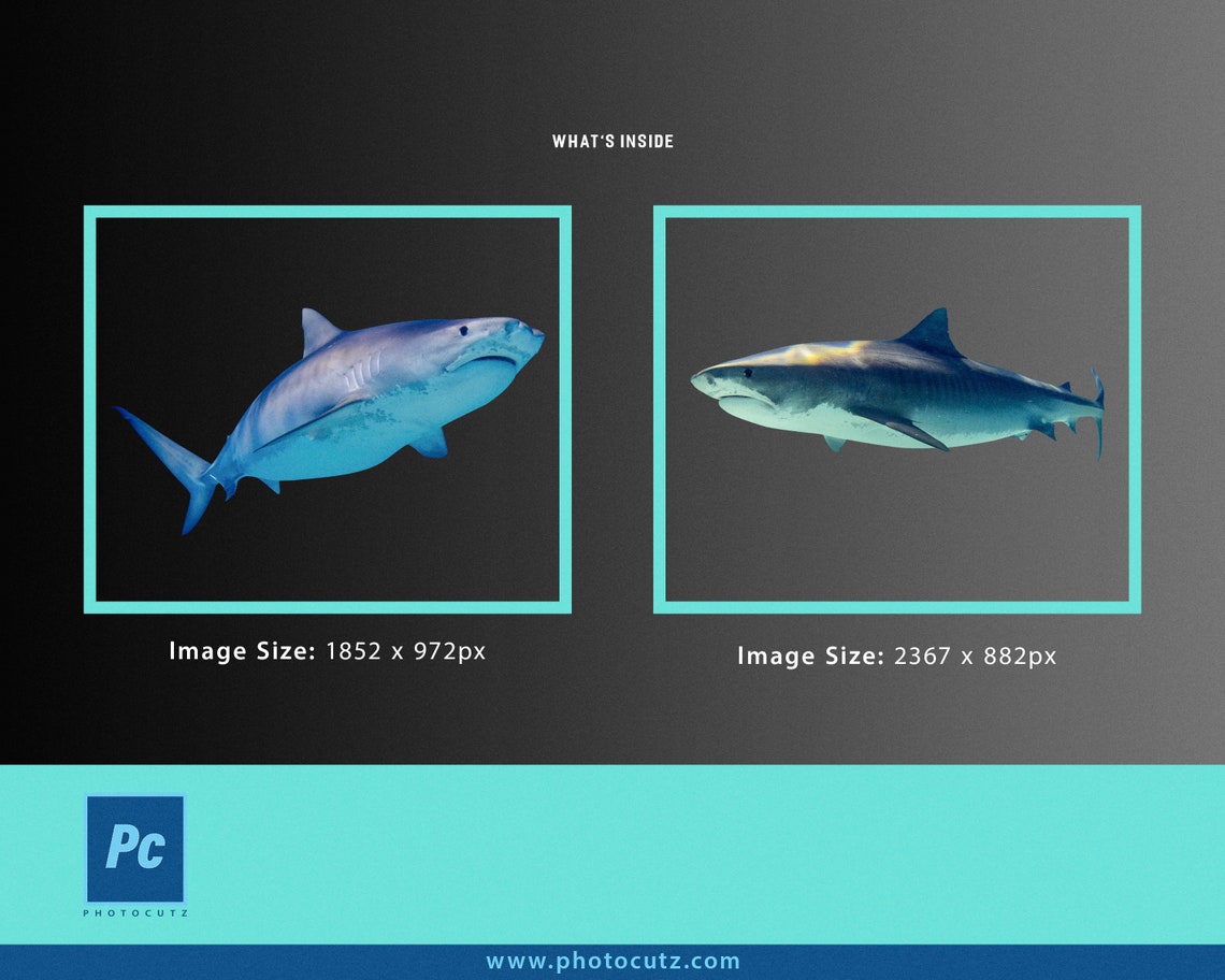 Sharks High Res. PNG Cutouts Overlays Mini Pack Etsy