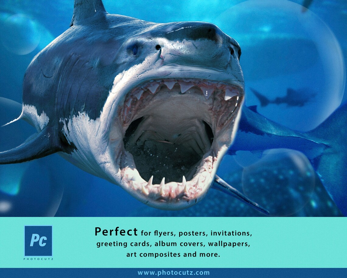 Sharks High Res. PNG Cutouts Overlays Mini Pack Etsy