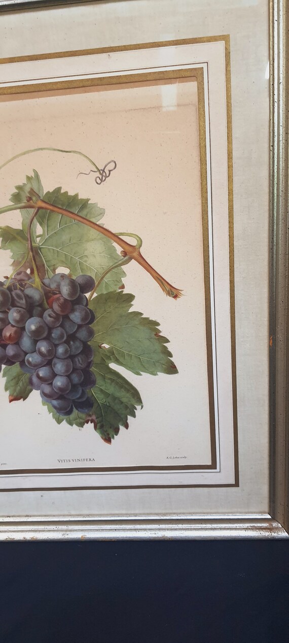 Wooden Frame Glass Carlos Von Riefel Pinx Grape Vine Print in Old