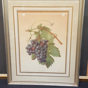 May include: A framed botanical illustration of a bunch of dark purple grapes with green leaves and a vine. The text "Vitis Vinifera" is printed below the image.