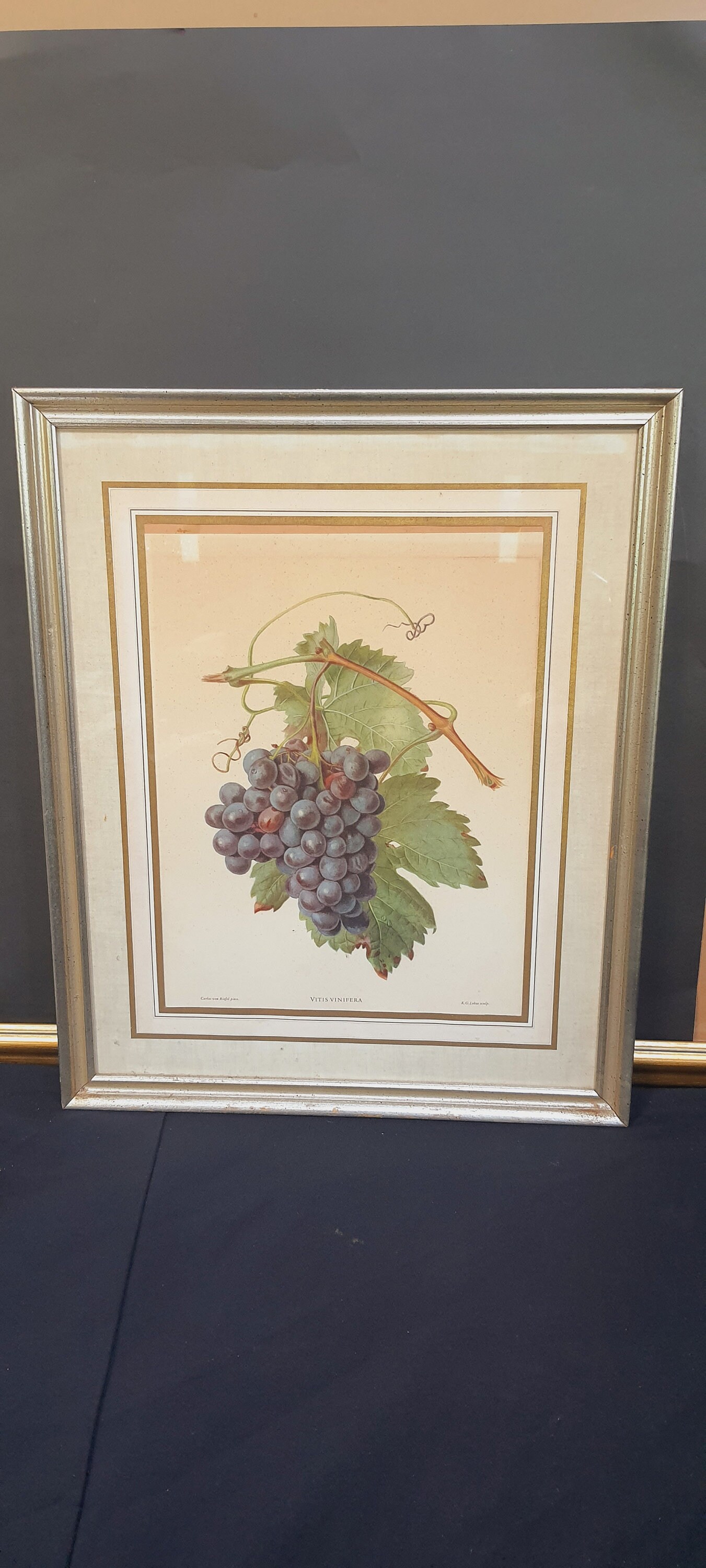 Wooden Frame Glass Carlos Von Riefel Pinx Grape Vine Print in Old