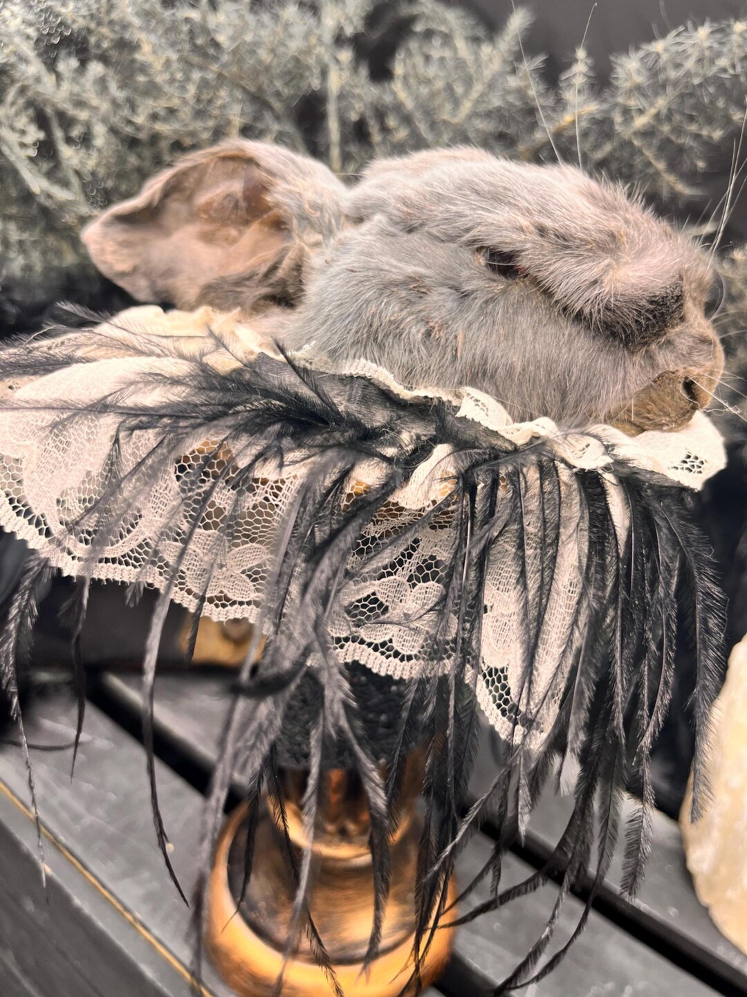 Gothic Taxidermy Rabbit Head, Preserved Bunny, Oddity Decor, Taxidermy ...