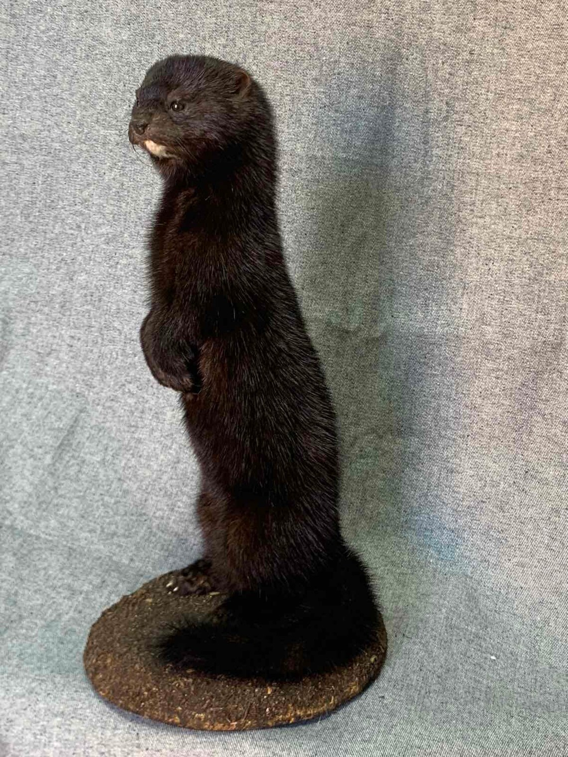 Taxidermy Mink in a Wooden Base Home Decor neogale Vison Etsy