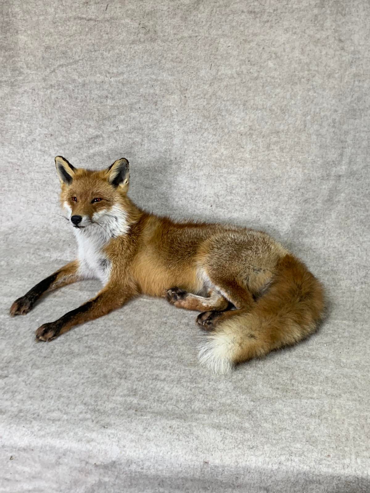 Real Red Fox Fur carpet home decor Taxidermy India